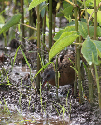 Virginia Rail