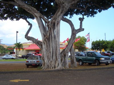 HAWI3540.JPG