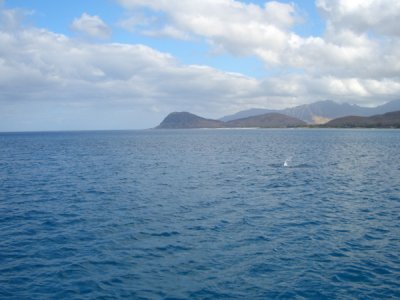 HAWI3864.JPG