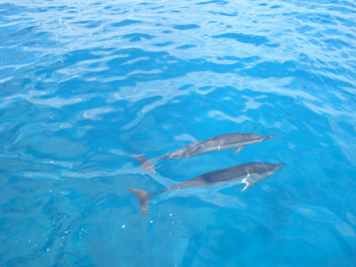 HAWI3889.JPG