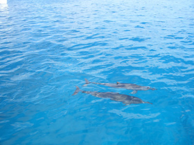HAWI3893.JPG
