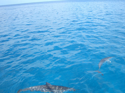 HAWI3894.JPG