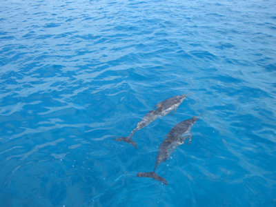 HAWI3899.JPG