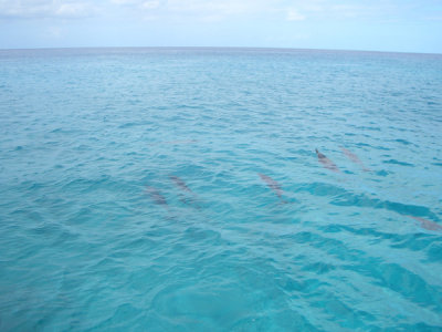 HAWI3935.JPG