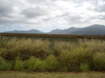 HAWI4066.JPG