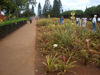 HAWI4084.JPG