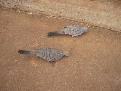 HAWI4096.JPG