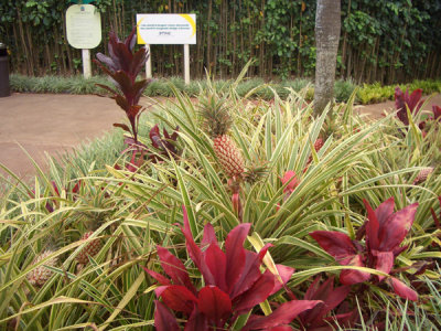 HAWI4105.JPG