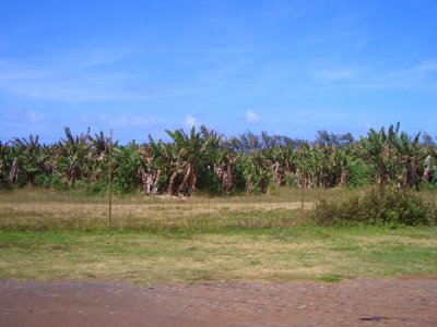 HAWI4234.JPG