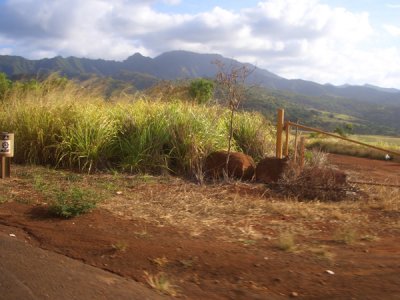 HAWI4289.JPG