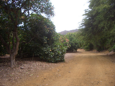 HAWI4352.JPG