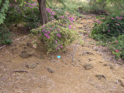 HAWI4353.JPG