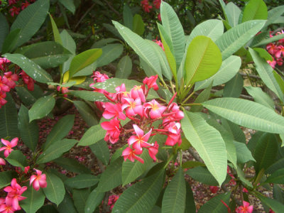 HAWI4355.JPG