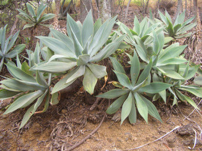 HAWI4360.JPG
