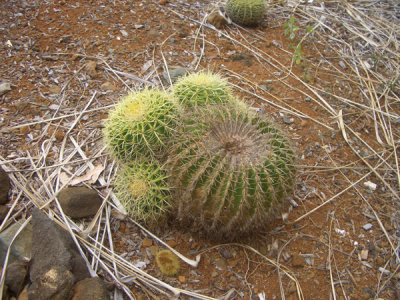 HAWI4365.JPG