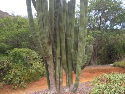 HAWI4366.JPG