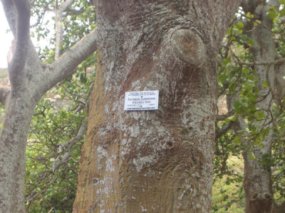HAWI4379.JPG