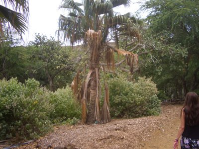 HAWI4381.JPG