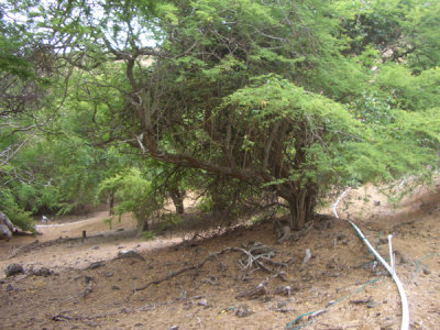 HAWI4385.JPG