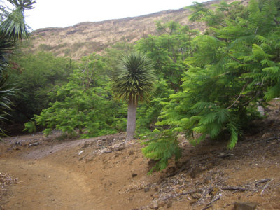 HAWI4386.JPG