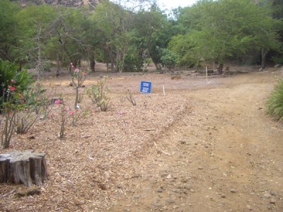 HAWI4390.JPG