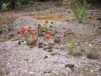 HAWI4393.JPG