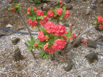 HAWI4394.JPG