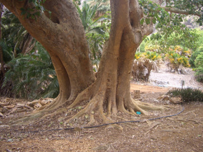 HAWI4396.JPG