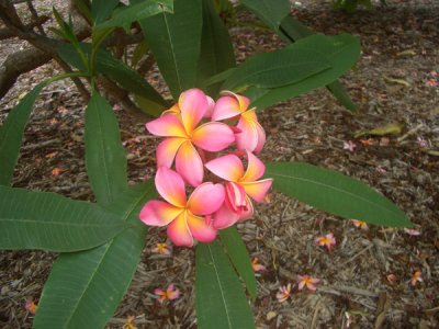 HAWI4406.JPG