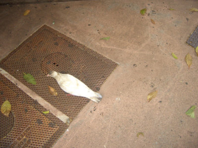 HAWI4507.JPG