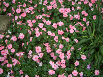 CAND5080.JPG