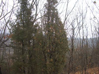 CHNA6272.JPG