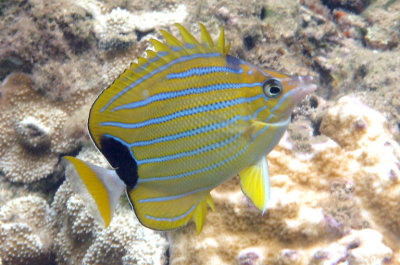 Blue Pin Striped Suit - Blue Striped Butterfly Fish