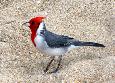 Hawaiian Cardinal