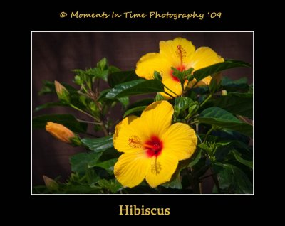 Hibiscus 02