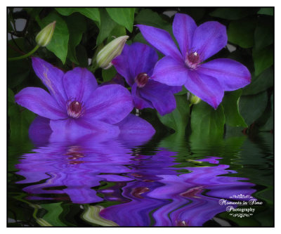Clematis Reflections