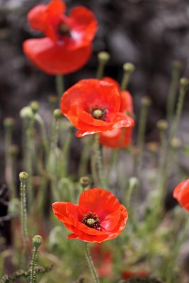 IMG_1789.jpg