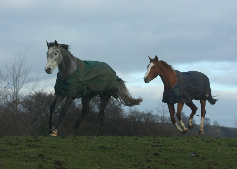January 2 2009: <br>  Gallop