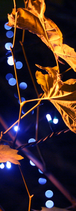 November 22 2010:<br> Vertical Bokeh