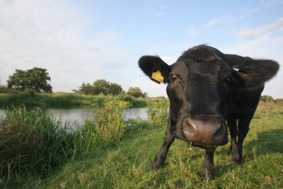 September 15  2008:  We Have Cows in Surrey Too!