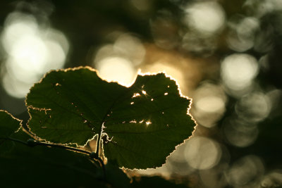 September 19  2008:  Sun Rays