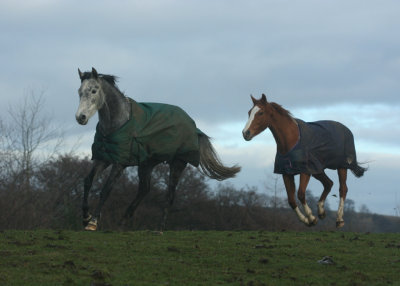 January 2 2009:   Gallop
