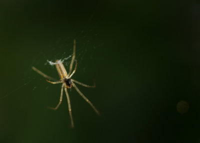 April 2 2009: Spider at Work