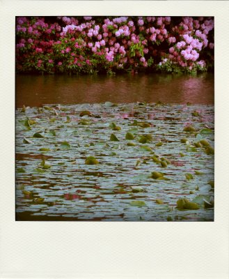 May 18 2009: The Lily Pond