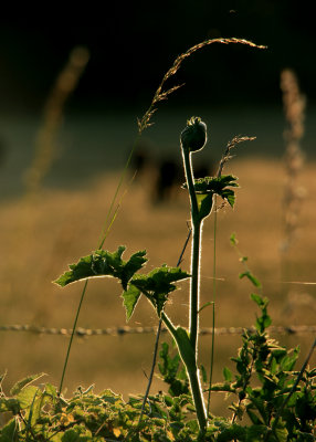 June 27 2010: The Hissing of Summer Fields