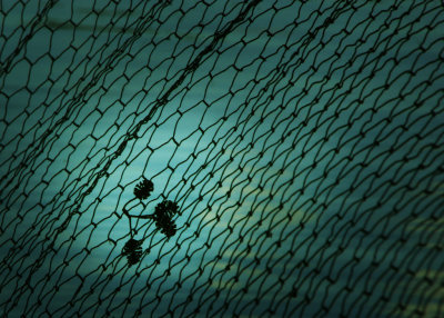 July 21 2010: Mesh