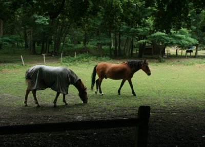 July 26 2010: Horses