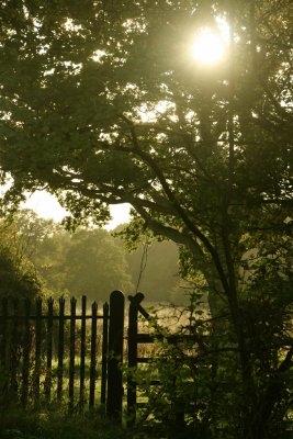 September 30 2010: Through the Branches