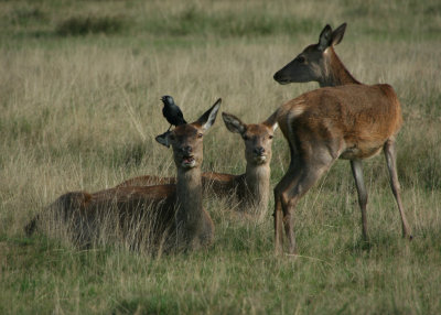 October 12 2010: Deer in the Park