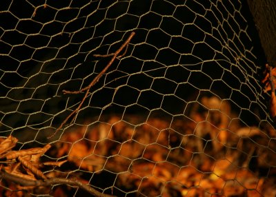 October 17 2010: Autumn Wire